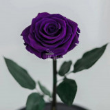 Trandafir Criogenat purpuriu inchis XL &Oslash;6,5cm in sticla