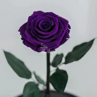 Trandafir Criogenat purpuriu inchis XL &amp;Oslash;6,5cm in sticla foto