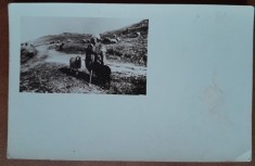 Carte postala, necirculata, cioban cu turma de oi, perioada interbelica