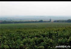 Vand vin Pietroasele Buzau (Profuctie proprie) foto