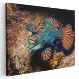 Tablou peste mandarin, albastru, portocaliu 1578 Tablou canvas pe panza CU RAMA 30x40 cm