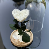 Trandafir Criogenat inima alb &Oslash;9cm in cupola 12x25cm