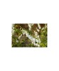 Radacini Dicentra Spectabilis Alba, Inimioare albe, 2/3 N, Oem