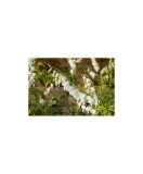 Radacini Dicentra Spectabilis Alba, Inimioare albe, 2/3 N, Oem