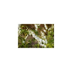 Radacini Dicentra Spectabilis Alba, Inimioare albe, 2/3 N