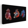 Tablou Canvas Pesti Betta Fundal Negru Rosu Albastru 30x60 cm cu Rama - Decor Living, Birou, Dormitor