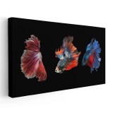 Tablou pesti betta fundal negru, rosu, albastru 1777 Tablou canvas pe panza CU RAMA 70x140 cm
