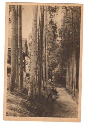 CPIB 16506 CARTE POSTALA - BAZNA. ALEEA CU BRAZI, RPR, LIBRARIA NOASTRA, 1956 foto