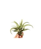 Plantă aeriana, Tillandsia Capitata Peach Green, Medie, 8 x 8 cm