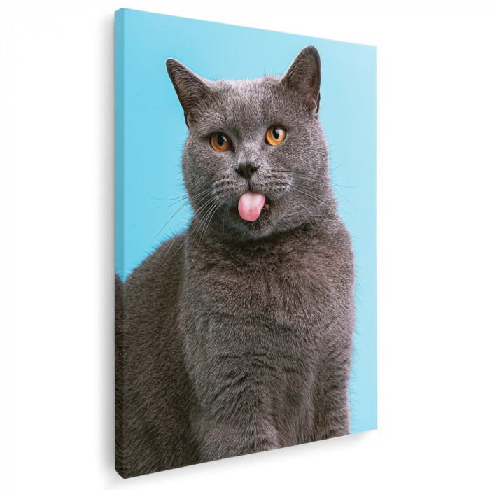 Tablou pisica gri cu limba scoasa pisici Tablou canvas pe panza CU RAMA 20x30 cm