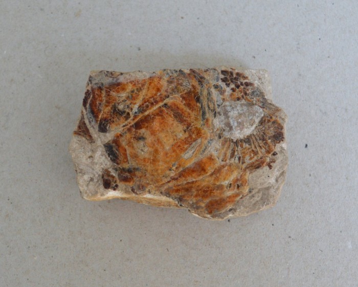 Peste fosil Cretacic