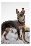 Tablou Canvas, "C&acirc;ine alert &icirc;n zăpadă albă", C&acirc;ine, Zăpadă, Urechile-Drepte, Bot-Inzapezit, Guler-Roz, Privește-&Icirc;n-Zare, Blană-Multicoloră, 26 x 39 cm