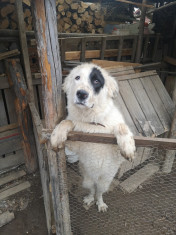 Vand cainele ciobanesc bucovinean si caine ciobanesc carpatin foto