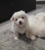 V&acirc;nd căței Bichon Maltez Mini Toy, Pedigree