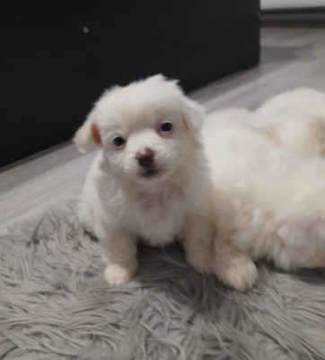 V&amp;acirc;nd căței Bichon Maltez Mini Toy foto