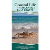 Coastal Life of the Atlantic and Gulf Coasts