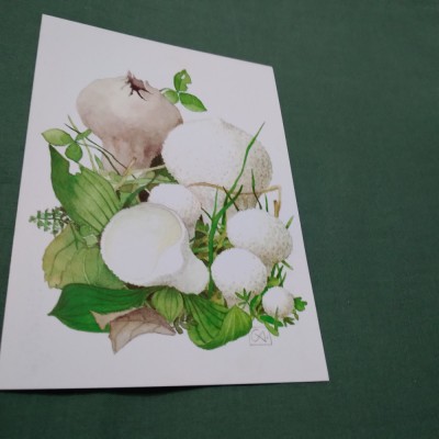 CARTE POSTALA TIRAJ LIMITAT CIUPERCI NECIRCULATA foto