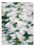 Tablou Canvas cu desen floral margarite albe, 26 x 39 cm, CMCLASS