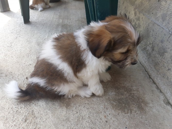Pui bichon havanez Pui bichon havanez