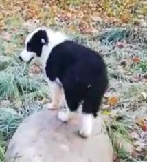 Catei Border Collie Iasi foto