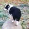 Catei Border Collie Iasi