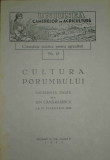 Cultura porumbului