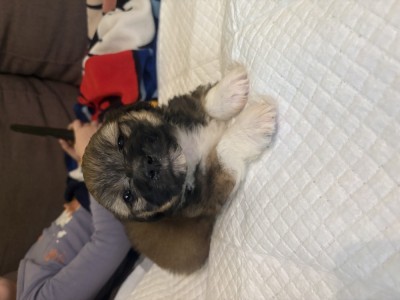 Bichon havanez foto