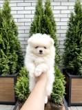 Pomeranian mini