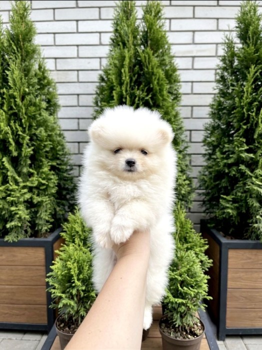 Pomeranian mini