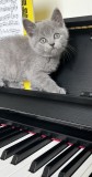 British Shorthair Blue &ndash; fetiță deosebită, rasă pură
