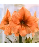 Cumpara ieftin Bulbi Amaryllis Hippeastrum Rilona 34/36