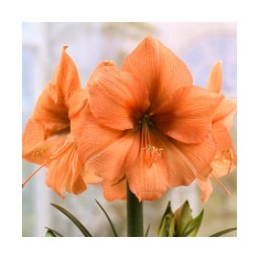 Bulbi Amaryllis Hippeastrum Rilona 34/36