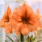 Bulbi Amaryllis Hippeastrum Rilona 34/36