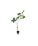 Smochin Ficus Carica Bornholm C2 - Planta Ornamentala de Gradina
