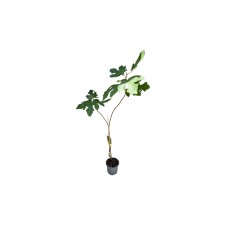 Smochin, Ficus carica Bornholm C2