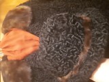 Haina neagră nouă de blană naturală de astrahan cu gulerul de nurca maro si pălărie asortată din aceleași materiale