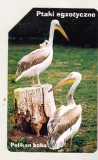 bnk card Cartele telefonice - Polonia - URMET - fauna - pasari - Pelican - 4/10