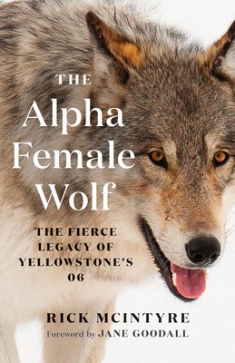 The Alpha Female Wolf: The Fierce Legacy of Yellowstone&amp;#039;s 06 foto