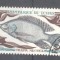 Tchad 1969 Fish, used AE.185