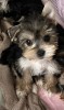 Yorkshire terrier mascul, #1 All Systems