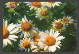 CPIB 20188 CARTE POSTALA - FELICITARE - MARGARETE