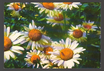 CPIB 20188 CARTE POSTALA - FELICITARE - MARGARETE foto