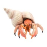 Figurina Papo - Crab Pustnic