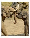 Tablou Canvas, "Elefanți juc&acirc;ndu-se &icirc;n savană africană", Elefanți, Interacțiune, Colți, Păm&acirc;nt, Natură, Comunicare, Bl&acirc;ndețe, Joacă, 26 x 39 cm, CMCLA