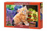 Puzzle 500 piese Ginger Kitten, castorland