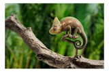Tablou Canvas, "Cameleon odihnindu-se pe o creangă", Cameleon, Ramură, Verde, Textură, Natură, Piele, Ochi, Fundal, Frunze, Camuflaj, 39 x 26 cm, CMCL