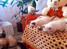 Pisici birmaneze foto