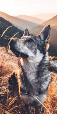Husa Personalizata LG K20 (2019) Dog foto