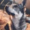 Husa Personalizata XIAOMI Mi A3 \ Mi CC9e Dog