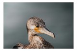 Tablou Canvas, "Cormoranul privind orizontul de apă", Pene, Cioc, Ochi, Apă, Claritate, Natură, Profil, Observație, 39 x 26 cm, CMCLASS